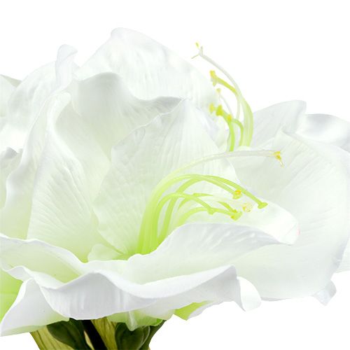 Floristik24 Amaryllis blomma vit L 73cm 2st