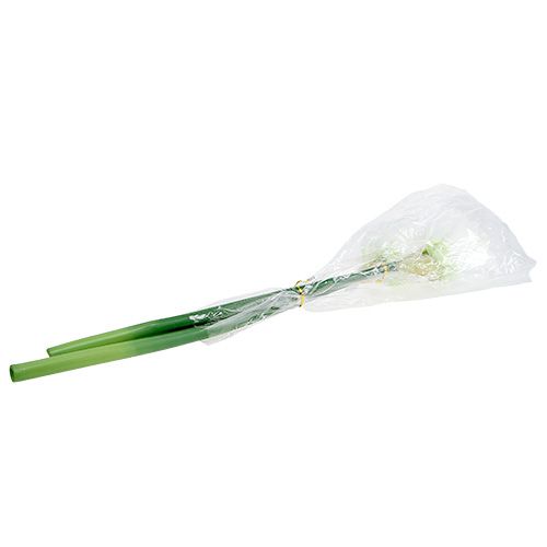 Floristik24 Amaryllis blomma vit L 73cm 2st