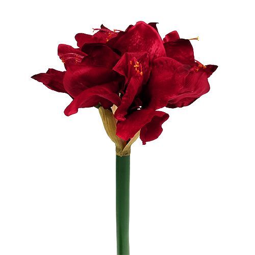 Floristik24 Amaryllis mörkröd L 73cm 2st