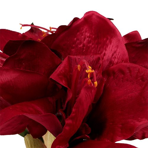 Floristik24 Amaryllis mörkröd L 73cm 2st