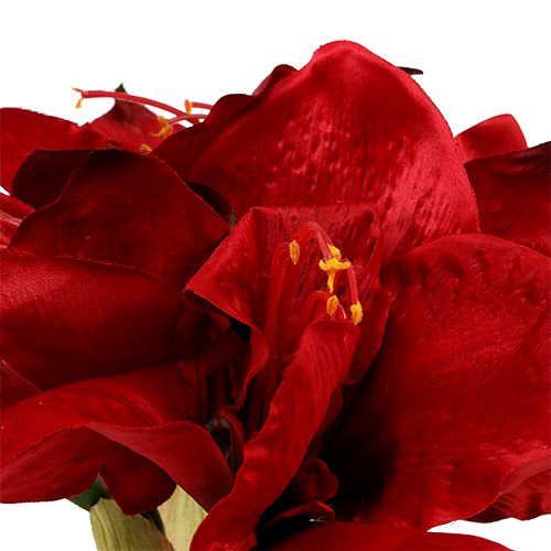Floristik24 Amaryllis Red L 73cm 2st