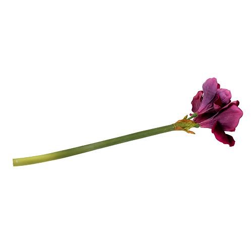 Floristik24 Amaryllis med sammetsljung 60cm