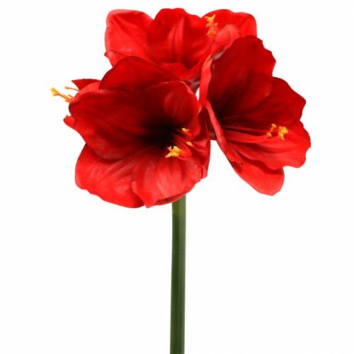 Floristik24 Amaryllis röd 75cm