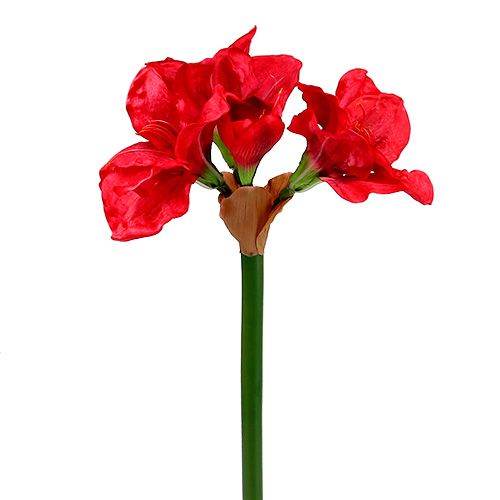 Floristik24 Amaryllis mörkröd 72,5cm