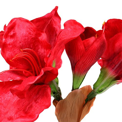 Floristik24 Amaryllis mörkröd 72,5cm