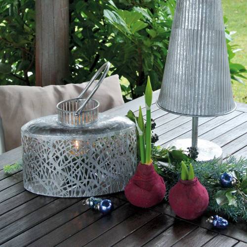Floristik24 Amaryllis knöl med knoppar Artificiell 30cm Bourgogne