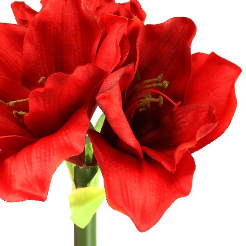 Floristik24 Amaryllis konstgjord 60cm röd