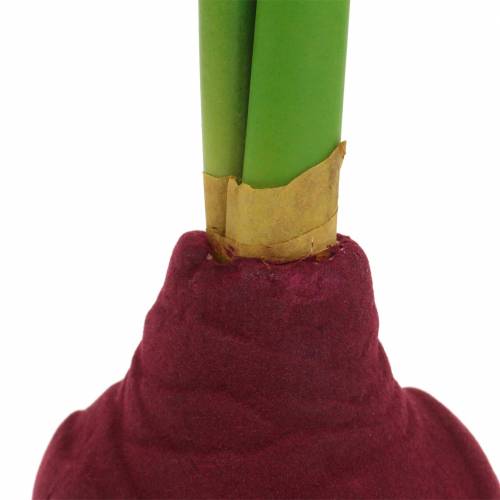 Floristik24 Amaryllis knöl med knoppar Artificiell 30cm Bourgogne