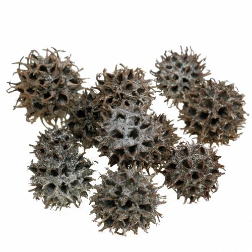 Floristik24 Sweetgum kottar naturtvättad vit 250g