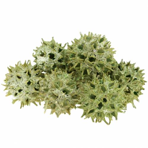 Artikel Sweetgum kottar grön frostad 250g