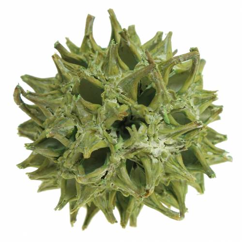 Artikel Sweetgum kottar grön frostad 250g