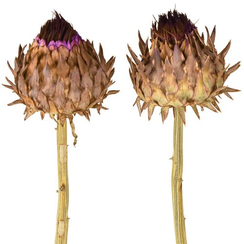 Floristik24 Kronärtskocksblomma torkad kronärtskocka Cynara Ø9cm 16 st