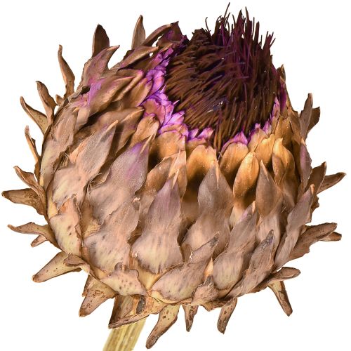 Artikel Kronärtskocksblomma torkad kronärtskocka Cynara Ø9cm 16 st