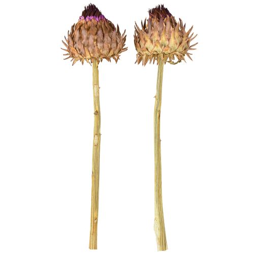 Artikel Kronärtskocksblomma torkad kronärtskocka Cynara Ø9cm 16 st