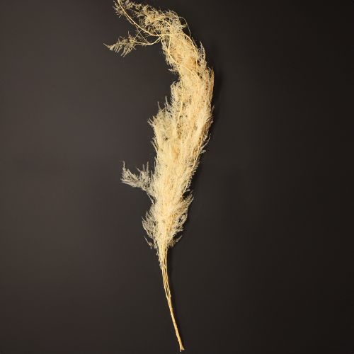 Artikel Sparris torkade gräs prydnadssparris aprikos 90cm 5 st