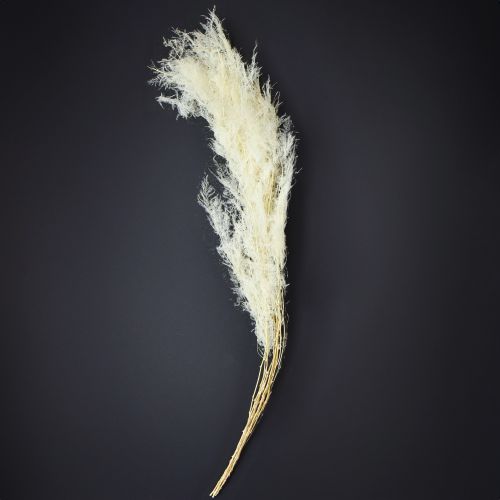 Artikel Sparris Torkade Gräs Prydnadssparriskräm 90cm 5 st