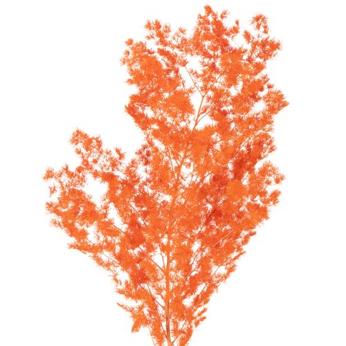 Torkade sparrisblommor gren prydnadsfärgad sparris 65 cm 80 g köpa | Floristik24.se