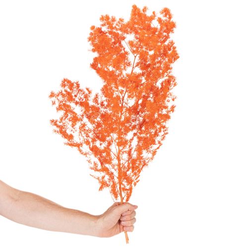 Torkade sparrisblommor gren prydnadsfärgad sparris 65 cm 80 g | Floristik24.se