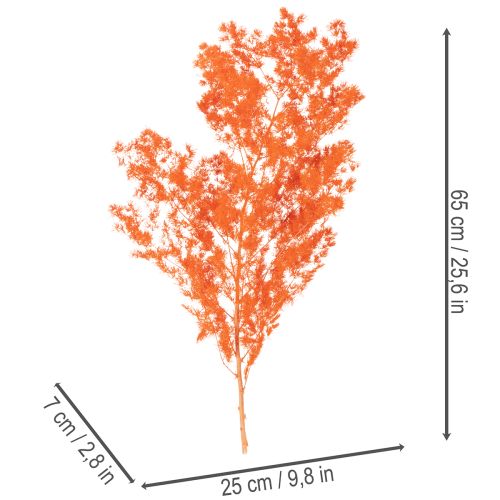 Torkade sparrisblommor gren prydnadsfärgad sparris 65 cm 80 g | Floristik24.se
