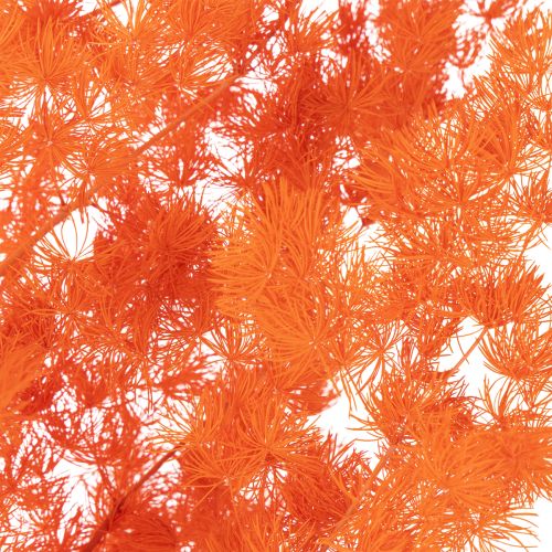 Torkade sparrisblommor gren prydnadsfärgad sparris 65 cm 80 g | Floristik24.se