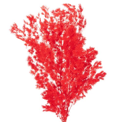 Torkad sparrisknippe för blomsterarrangemang 65 cm 80 g