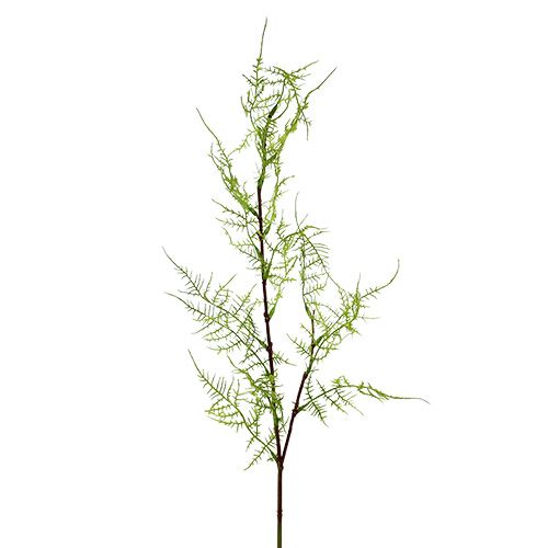 Floristik24 Sparrisgren 75cm grön 3st