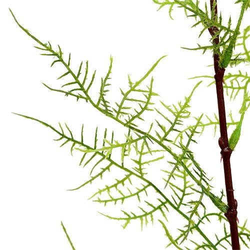 Floristik24 Sparrisgren 75cm grön 3st