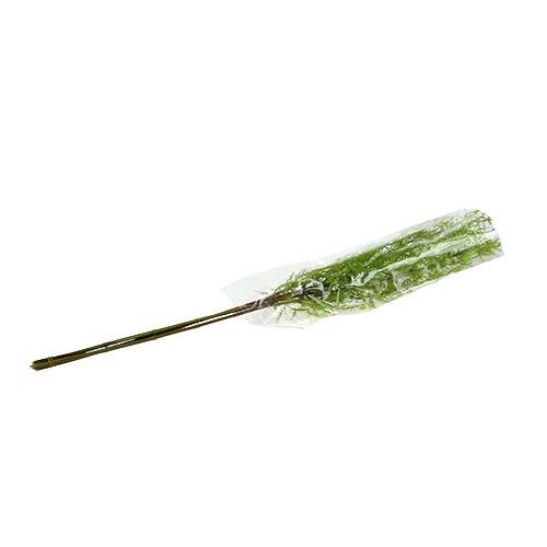 Floristik24 Sparrisgren 75cm grön 3st
