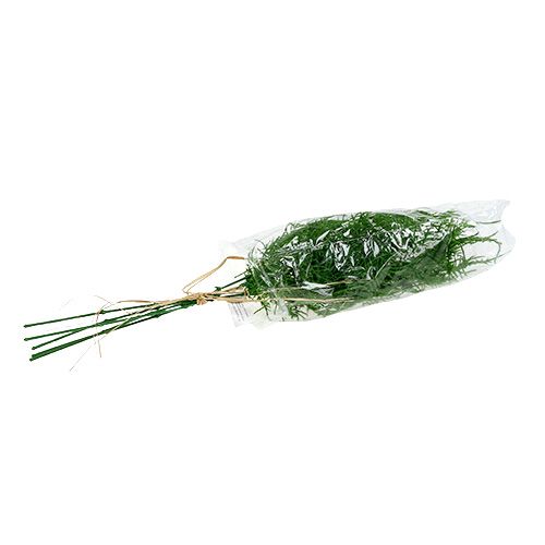 Floristik24 Sparrisgren 50cm grön 5st