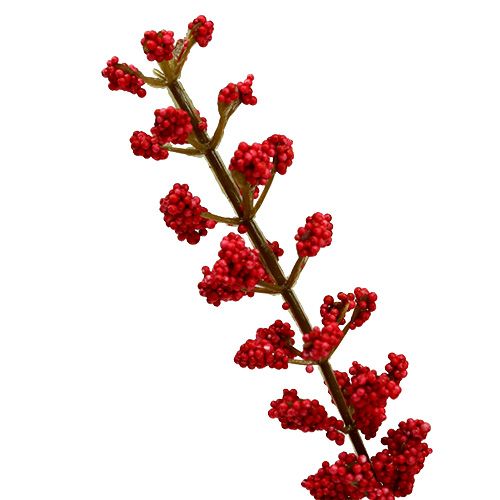 Floristik24 Astilbe bush röd 52cm