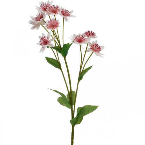 Floristik24 Stor Masterwort Konstgjord Astrania Sidenblomma Vit Rosa L61cm