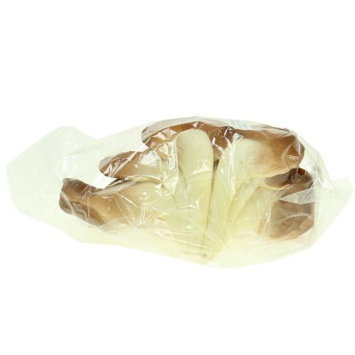 Floristik24 Ostronsvamp dekorativ svamp brun 12cm x 19cm