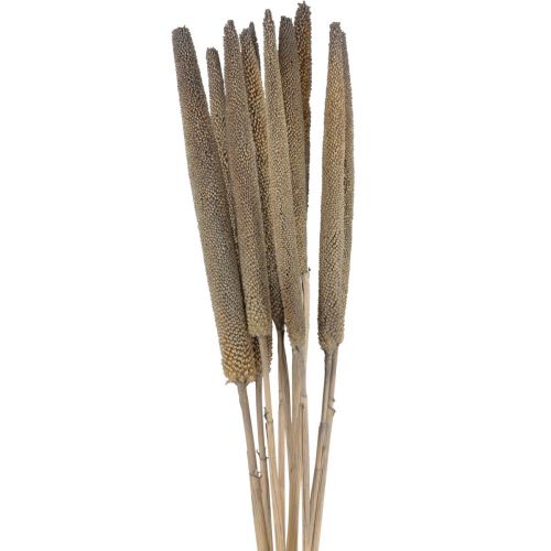 Artikel Pärlhirs, vass babala, grön hirs 70cm 10 st