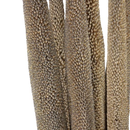 Artikel Pärlhirs, vass babala, grön hirs 70cm 10 st