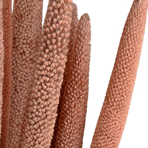 Artikel Pärlhirs, vass babala, hirs rödbrun 70cm 10 st