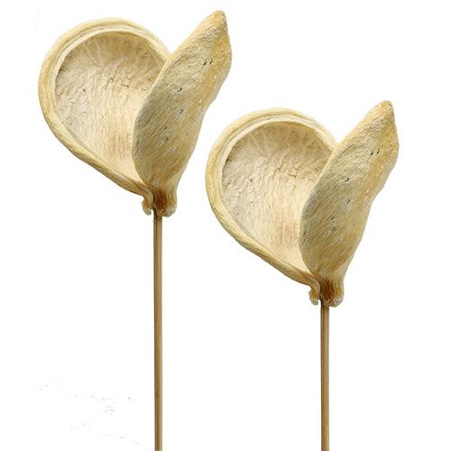 Floristik24 Badam på pinne blekt 6cm - 12cm L55cm 23 st