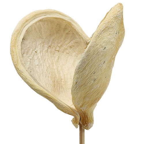 Floristik24 Badam på pinne blekt 6cm - 12cm L55cm 23 st