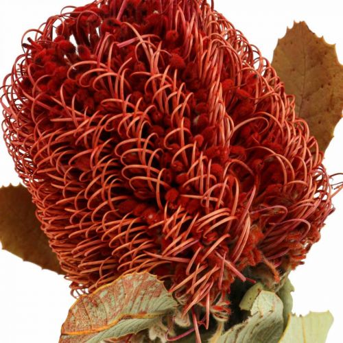 Floristik24 Banksia Baxteri Banksie exotiska torkade blommor Röda paket med 10 st