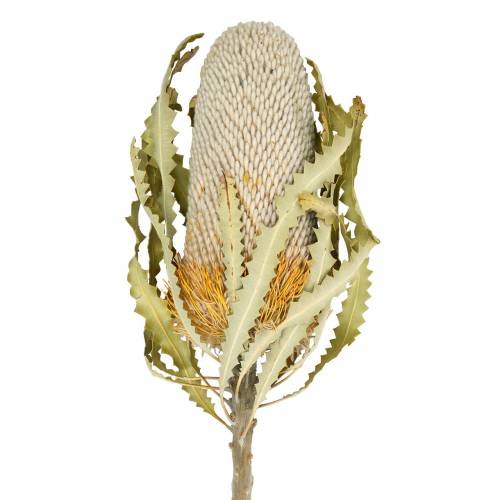 Banksia Hookerana naturell 7st