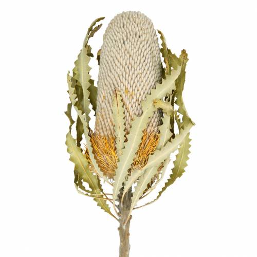 Floristik24 Banksia Hookerana naturell 7 st