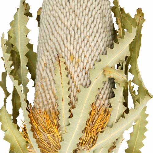 Floristik24 Banksia Hookerana naturell 7 st