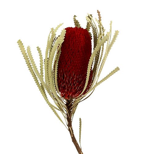 Artikel Banksia Hookerana röd 7st