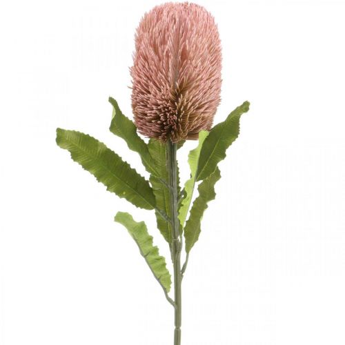 Floristik24 Konstgjord blomma Banksia rosa höstdekoration jubileumsblomster 64cm