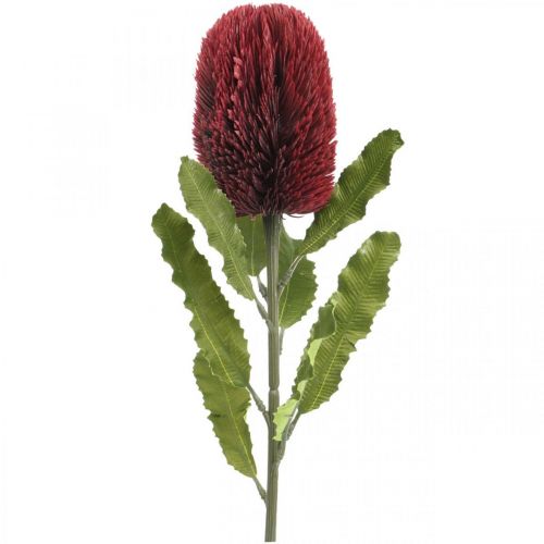 Artikel Konstgjord blomma Banksia Red Burgundy Artificial Exotics 64cm