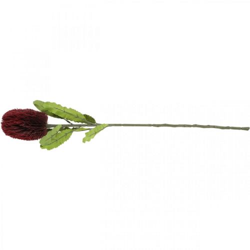 Artikel Konstgjord blomma Banksia Red Burgundy Artificial Exotics 64cm