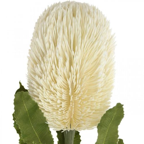 Artikel Konstgjord blomma Banksia White Cream Artificial Exotics 64cm
