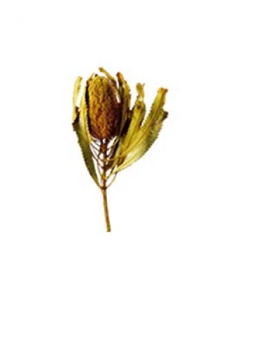 Floristik24 Banksia Hookerana gul 7st