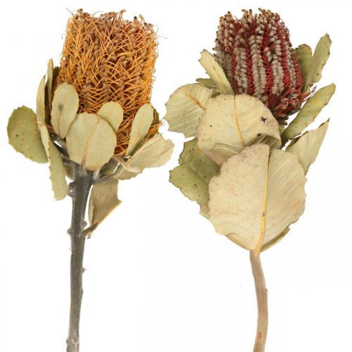 Floristik24 Banksia coccinea torkade blommor natur 10st