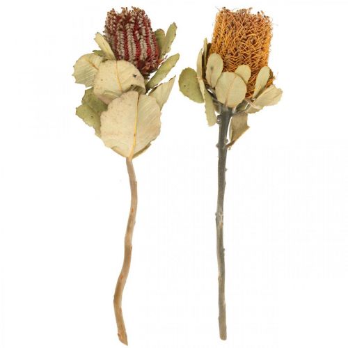 Floristik24 Banksia coccinea torkade blommor naturell 10 st