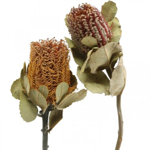 Artikel Banksia coccinea torkade blommor natur 10st
